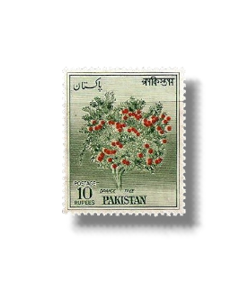 1963 PK208 Orange Tree (Citrus sinensis)
