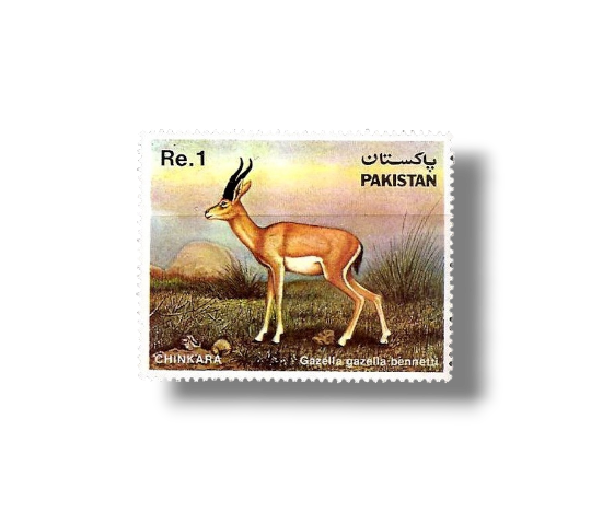 1983 PK600 Wild Life Series Chinkara Gazella bennettii