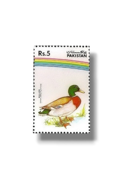 1992 PK882 Water Birds Mallard