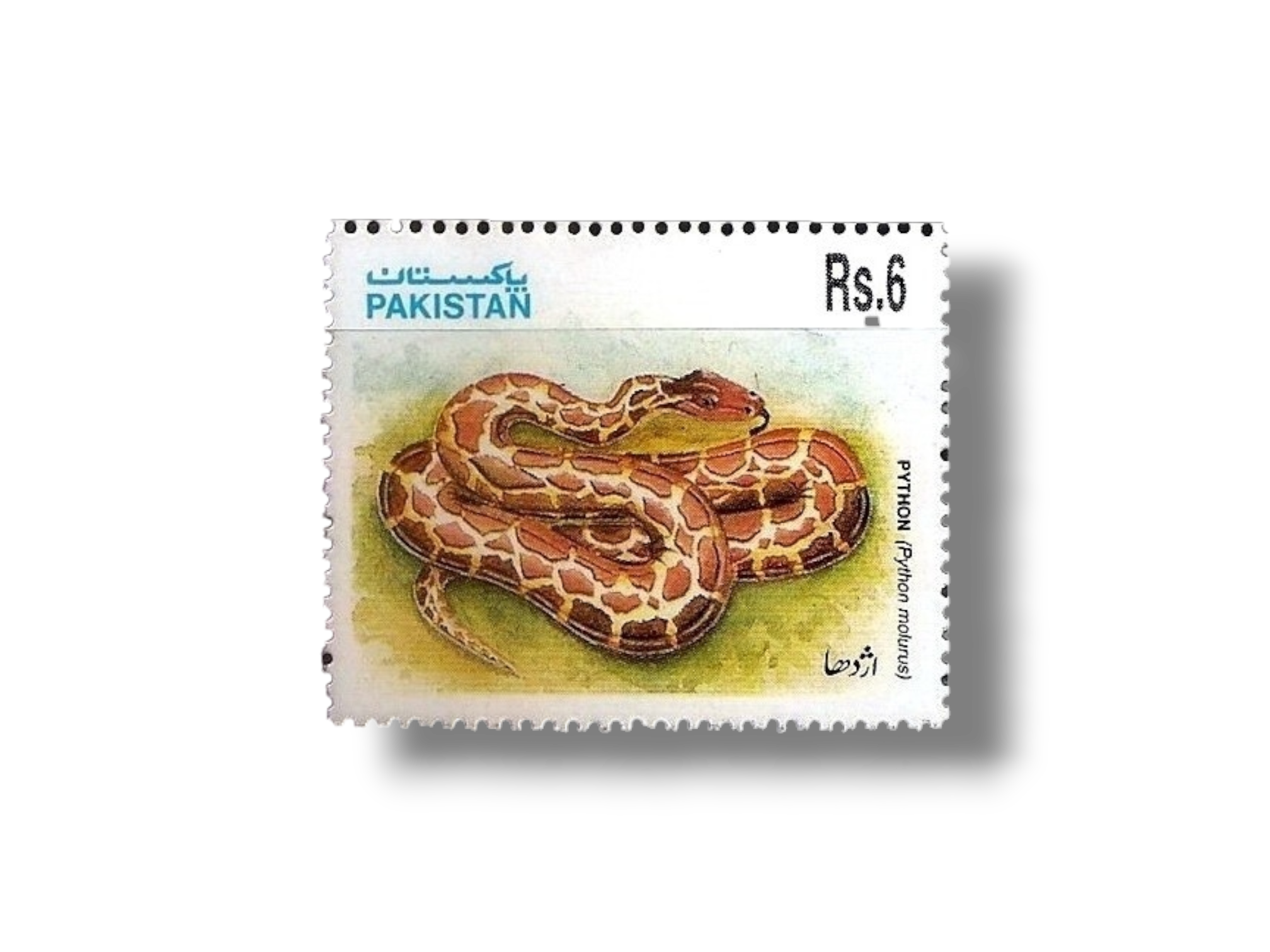1995 PK955 Snakes Indian Rock Python (Python molurus)