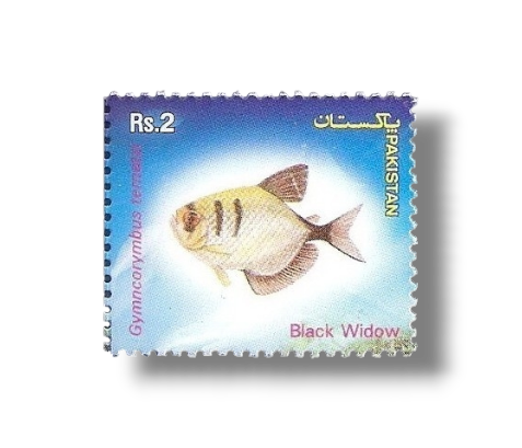 Popular Aquarium Varieties of Tropical fish
