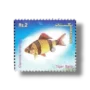 Popular Aquarium Varieties of Tropical fish