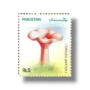 2005 PK1304 Mushrooms