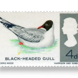 Black-headed