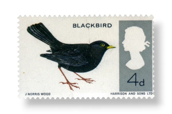 Blackbird