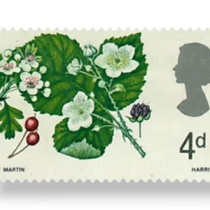 Hawthorn
