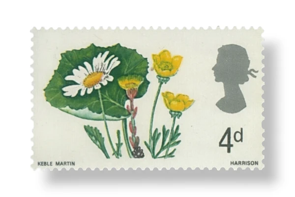 Coltsfoot