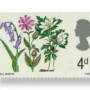 Bluebell