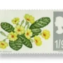 Primrose