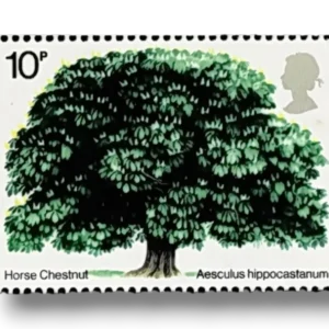 Horse Chestnut