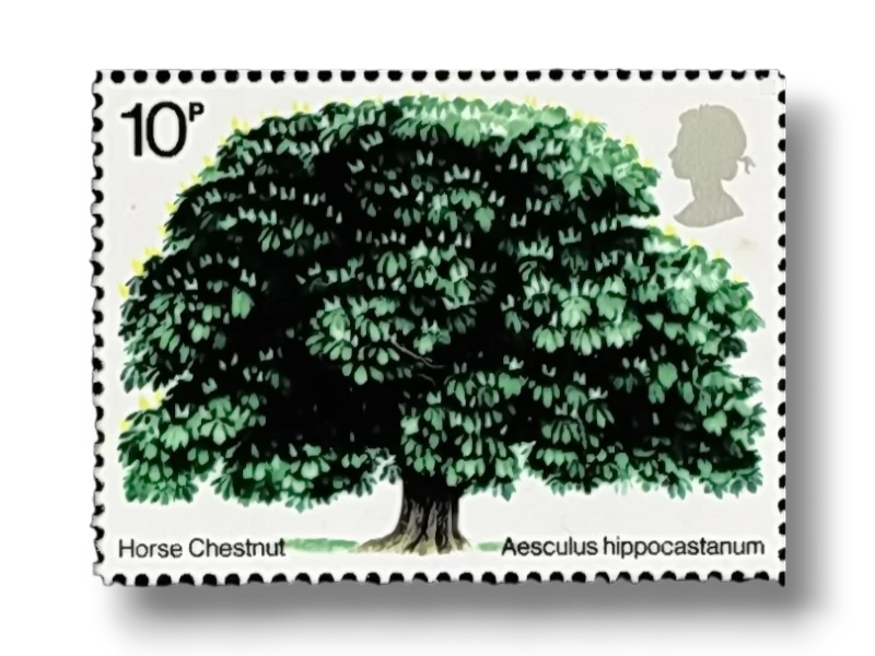 Horse Chestnut