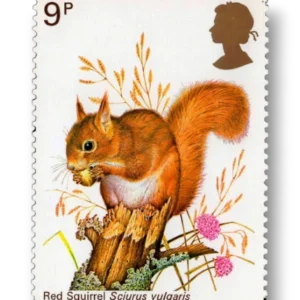 Red Squirrel