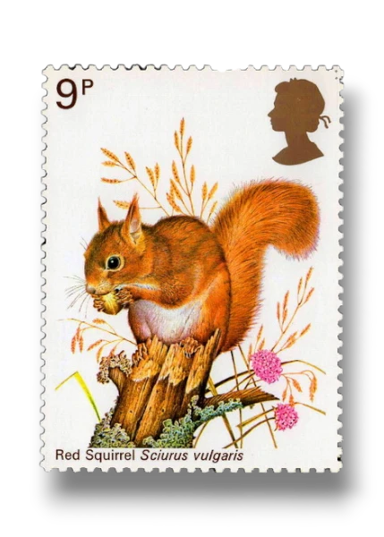 Red Squirrel