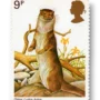Eurasian Otter