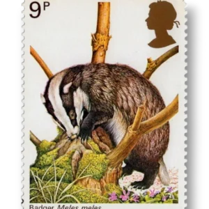 European Badger