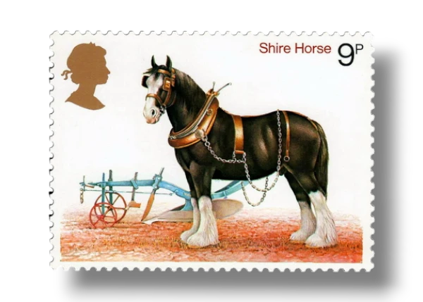 Shire Horse