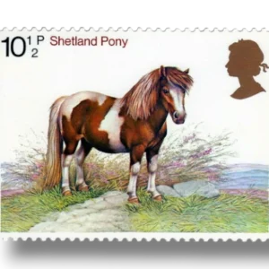 Shetland Pony
