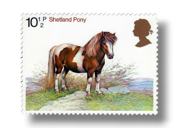 Shetland Pony