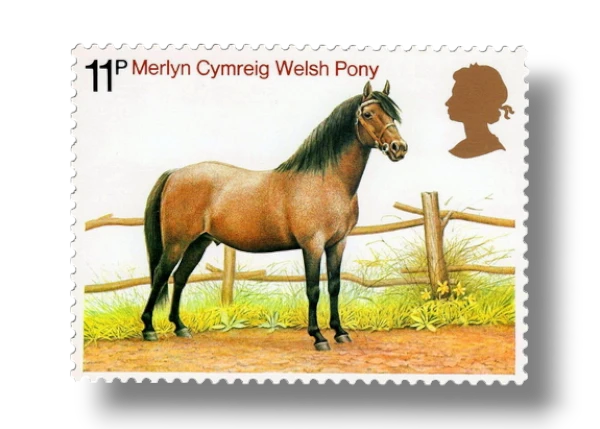Welsh Pony