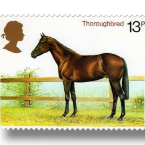 Thoroughbred