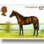 Thoroughbred
