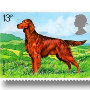 Irish Setter