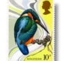 Kingfisher