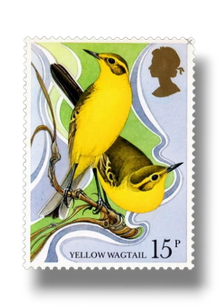 Wagtail
