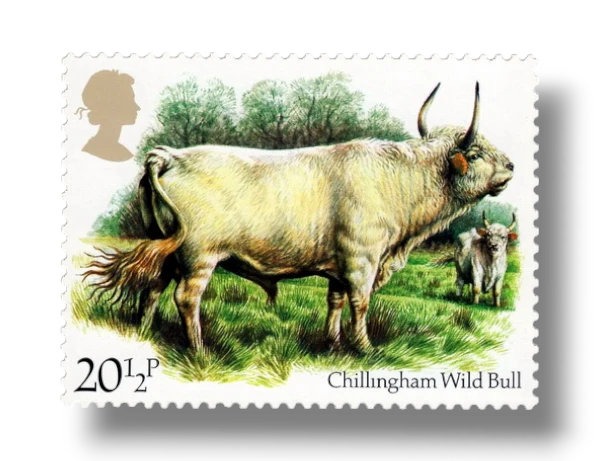 Wild Bull