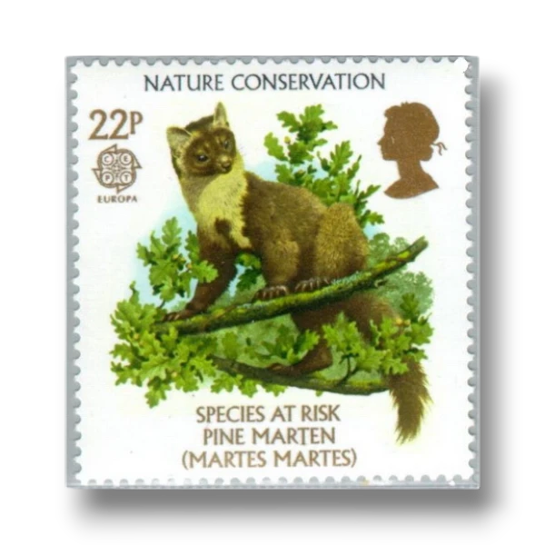 Pine Marten