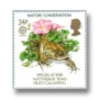 Toad