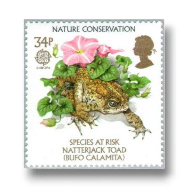Toad